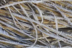 Gramineae Prints: Purple Moor-grass (Molinia caerulea) hoar frost on dead leaves, Powys, Wales, november