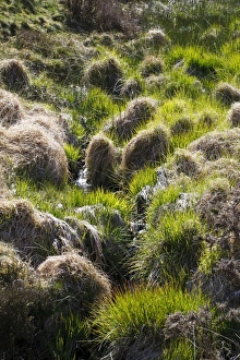 Gramineae Prints: Purple Moor-grass (Molinia caerulea) tussocks, Powys, Wales, May