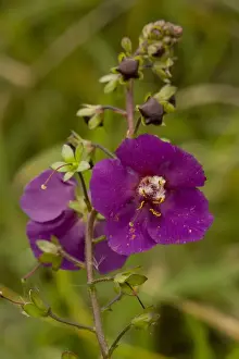 Scrophulariaceae Prints: Purple Mullein (Verbascum phoeniceum) close-up of flower