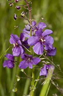 Southeastern Europe Prints: Purple Mullein (Verbascum phoeniceum) flowering, Bulgaria, May
