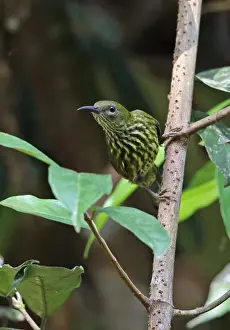 Sunbird Prints: Purple-naped Sunbird (Hypogramma hypogrammicum nuchale) adult male