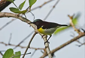 Sunbird Prints: Purple-rumped Sunbird (Leptocoma zeylonica zeylonica) endemic race