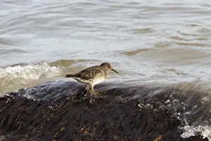Maritima Prints: Purple Sandpiper - autumn visitor to Lowestoft Suffolk