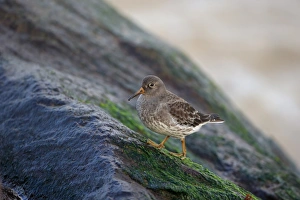 Purple Sandpiper (Calidris maritima) adult, non-breeding plumage, standing on coastal rock, Norfolk, England, December