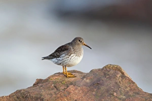 Sandpiper Prints: Purple Sandpiper (Calidris maritima) adult