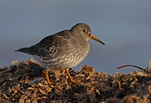 Purple Sandpiper (Calidris maritima) adult, winter plumage, standing on tideline seaweed, Norfolk, England, december