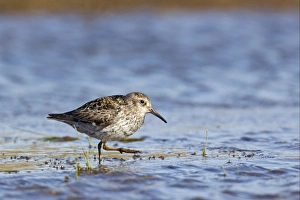 Purple Sandpiper (Calidris maritima) adult, summer plumage, feeding in shallow water, Spitzbergen, Svalbard, july