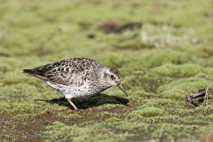 Purple Sandpiper (Calidris maritima) adult, summer plumage, feeding on mud, Spitzbergen, Svalbard, july