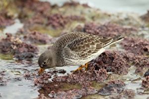 Purple Sandpiper (Calidris maritima) adult, winter plumage, feeding on seashore, Sandbanks, Poole, Dorset, England, january