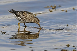 Purple Sandpiper (Calidris maritima) adult, breeding plumage, foraging in shallow sea water, Varanger, Norway, june