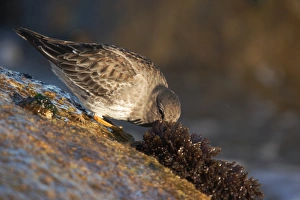 Purple Sandpiper (Calidris maritima) adult, winter plumage, feeding amongst seaweed on rocks, Dorset, England, january