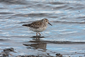 Purple Sandpiper (Calidris maritima) adult, summer plumage, standing in water, Svalbard, june