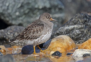 Purple Sandpiper (Calidris maritima) adult, winter plumage, standing on rocky beach, Eccles-on-sea, Norfolk, England