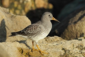 Purple Sandpiper (Calidris maritima) adult, non-breeding plumage, standing on rocks, Sandbanks, Poole, Dorset, England