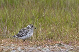 Sandpiper Prints: Purple Sandpiper (Calidris maritima) juvenile, standing, Spitzbergen, Svalbard, july