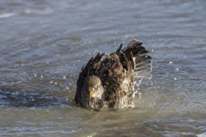 Purple Sandpiper in winter plumage bathing in sea water