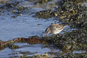 Sandpiper Prints: Purple Sandpiper in winter plumage probing for food in shallow sea water