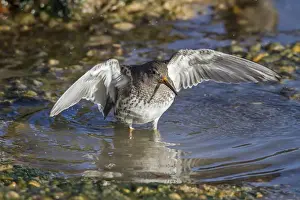Purple Sandpiper in winter plumage wing stretching after bathing in sea water