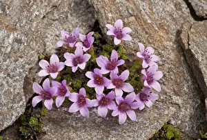 Saxifrage Prints: Purple Saxifrage (Saxifraga oppositifolia) flowering