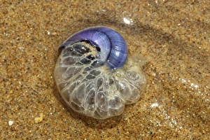 Purple Sea Snail (Janthina janthina) adult, with bubble raft intact, washed up on beach, Gower Peninsula, Glamorgan, Wales, july