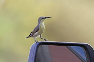 Cars Prints: Purple Sunbird (Cinnyris asiaticus) adult female