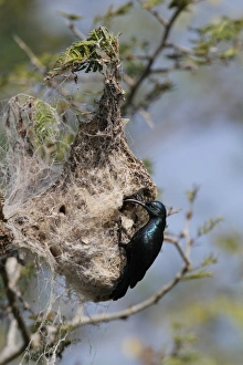 Nest Prints: Purple Sunbird (Cinnyris asiaticus) adult male
