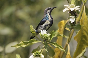 Rajasthan Prints: Purple Sunbird (Cinnyris asiaticus) adult male