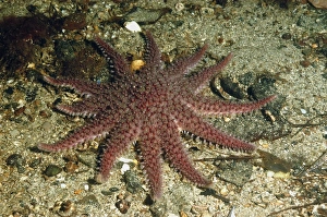 Purple Sunstar (Solaster endeca) adult, on seabed in sea loch, Loch Carron, Ross and Cromarty, Highlands, Scotland