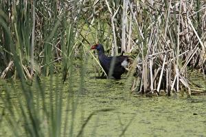 Donana Prints: Purple Swamphen in Marsh habitat, Coto Donana, Spain