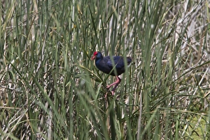 Purple Swamphen in Marsh habitat, Coto Donana, Spain