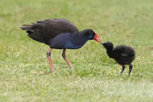 Purple Swamphen (Porhyrio porphyrio bellus) adult feeding chick, standing on grass in parkland, Perth