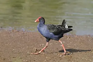 Purple Swamphen (Porhyrio porphyrio melanotus) adult, walking on mudflat, Hasties Swamp N. P