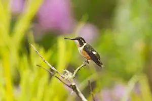Equatorial Prints: Purple-throated Woodstar (Calliphlox mitchellii) adult female