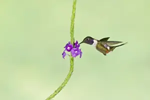 Purple-throated Woodstar (Calliphlox mitchellii) adult male, in flight, hovering at flower in montane rainforest