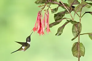 Purple-throated Woodstar (Calliphlox mitchellii) adult male, in flight, hovering at flower in montane rainforest