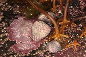 Shell Fish Prints: Purple Topshell (Gibbula umbilicalis) adults