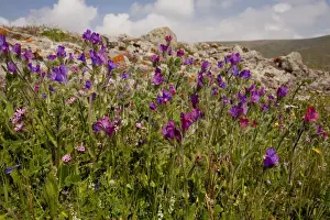 Purple Vipers Bugloss (Echium plantagineum) flowering, Lesvos, Greece, march