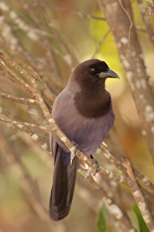 Mato Grosso Prints: Purplish Jay (Cyanocorax cyanomelas) adult