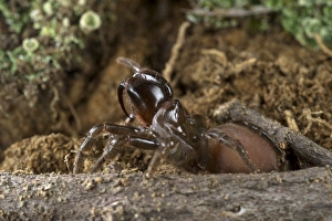 Mygalomorph Prints: Purse-web Spider (Atypus sp. ) adult, Italy