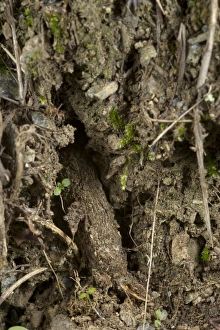 Webs Prints: Purse-web Spider (Atypus sp. ) purse-web, Italy, november