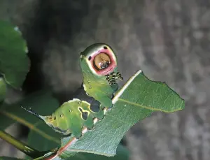 Aanimal Prints: Puss Moth (Cerura vinula) Larva / showing threat posture