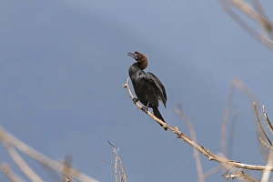 Pygmy Cormorant in breeding plumage