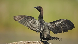 Hungarian Prints: Pygmy Cormorant (Phalacrocorax pygmaeus) adult