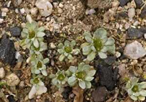 Sardinian Prints: Pygmy Cudweed (Evax pygmaea) rosettes, growing on beach, Sardinia, Italy, April