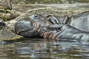 Pygmy Hippopotamus (Choeropsis liberiensis) adult female with baby, resting in water, Singapore Zoo