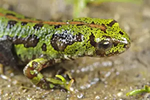 Salamanders Prints: Pygmy Marbled Newt (Triturus pygmaeus) adult female, close-up of head, Spain