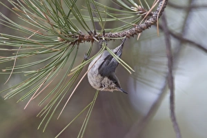 Pygmy Prints: Pygmy Nuthatch on pine tree, Utah USA