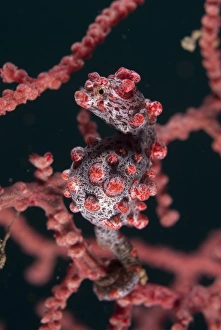 Strait Prints: Pygmy Seahorse (Hippocampus bargibanti) adult