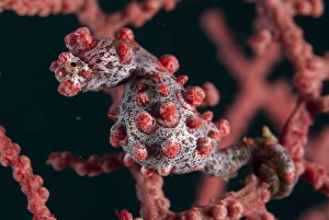 Pygmy Seahorse (Hippocampus bargibanti) adult, clinging to seafan, Lembeh Straits, Sulawesi, Sunda Islands, Indonesia