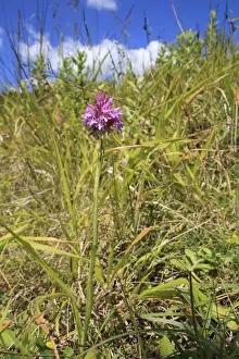 Flowerspike Prints: Pyramidal Orchid (Anacamptis pyramidalis) flowering